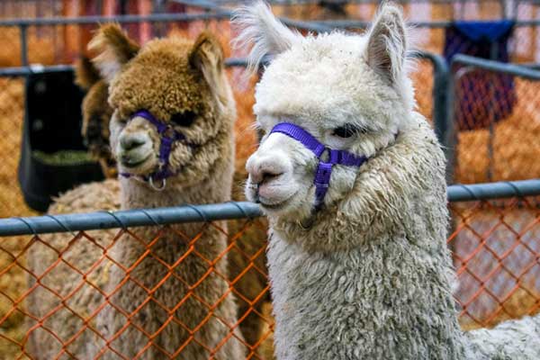 waikato-ap-home-alpaca-600px