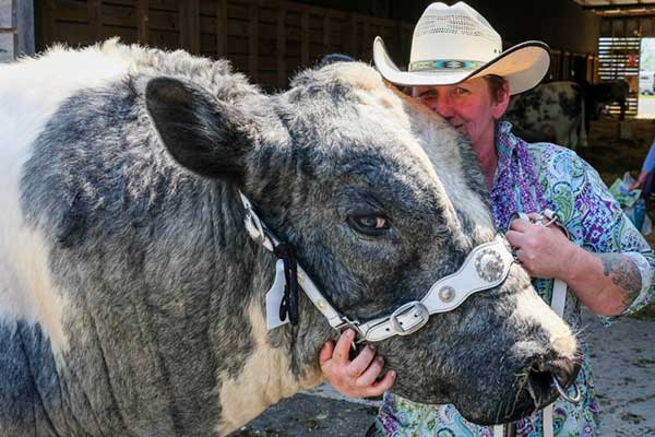 waikato-ap-home-bull-600px