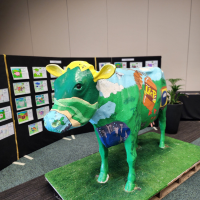 a&p cow