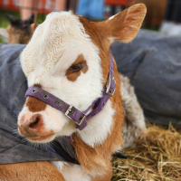 farmyard